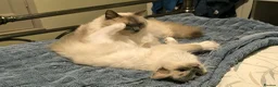 Ragdoll cats for sale: Beautiful ragdolls READY TO LEAVE FOR NEW HOME  - Advert 5