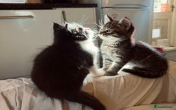 Mixed Breed cats for sale: Cuddly Kittens  - Image 1