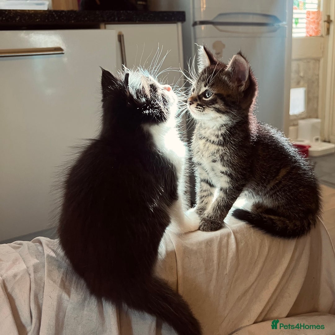 Mixed Breed cats for sale: Cuddly Kittens  - Image 1