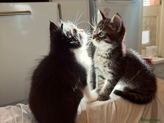 Mixed Breed cats - Advert 13