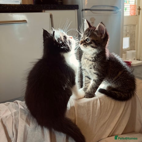 Mixed Breed cats - Advert 6