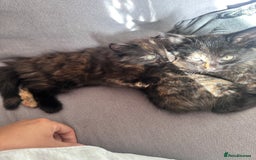Mixed Breed cats for sale: Long haired female tortishell  - Image 3