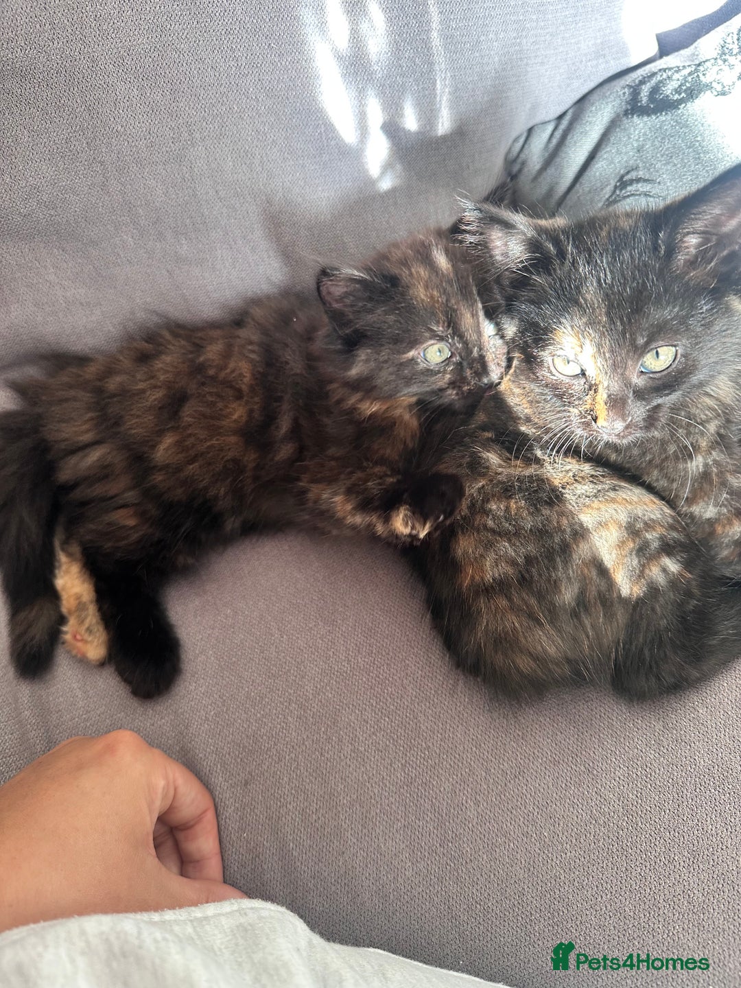 Mixed Breed cats for sale: Long haired female tortishell  - Image 3
