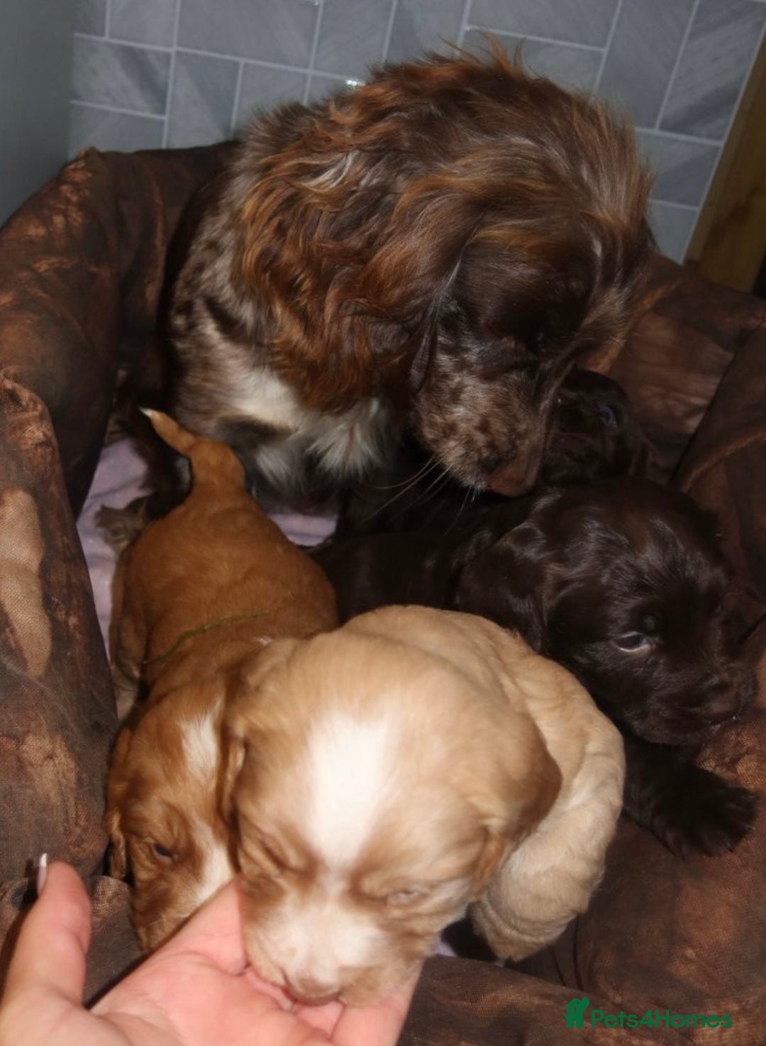 Cocker Spaniel dogs for sale: 2 cocker spaniel bitches - Advert 2