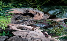 Leopard Gecko reptiles for sale: Leopard gecko and full setup for sale - Image 6