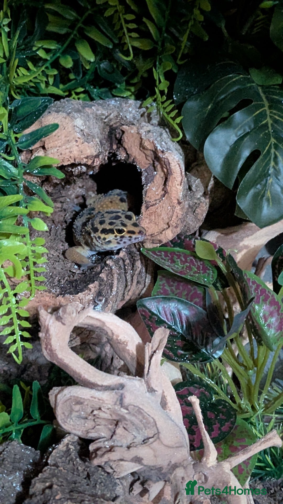 Leopard Gecko reptiles for sale: Leopard gecko and full setup for sale - Image 6