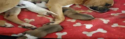 American Bulldog dogs for sale: American bull.dog puppies  in Wigan - Advert 36