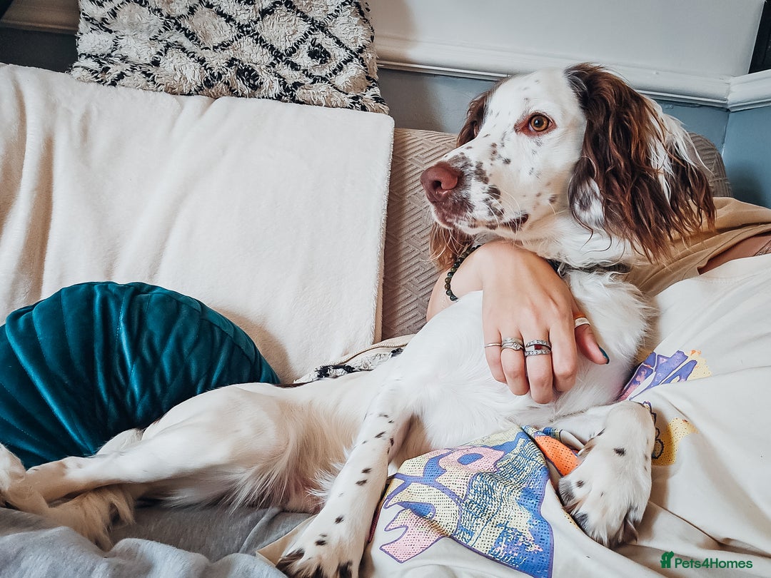 English Springer Spaniel dogs for sale: Forrest, 1.5yr old male ESS - Image 16