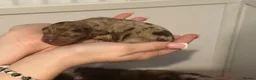 Cockapoo dogs for sale: Beautiful litter of f1b cockapoo girls - Advert 4