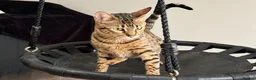 Savannah cats for sale: Sittingpretty TigerLily F5 SBT Savannah female - Advert 3