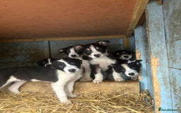 Border Collie dogs for sale: Working border collie pups - Advert 1
