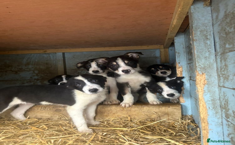 Border Collie dogs Working border collie pups - Advert 1