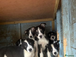 Border Collie dogs for sale: Working border collie pups - Advert 1