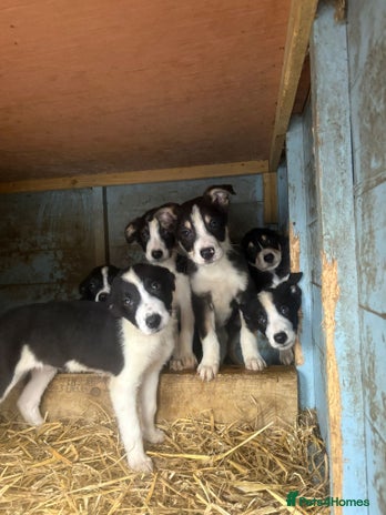 Border Collie dogs Working border collie pups - Advert 1