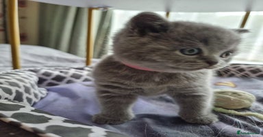 British Shorthair cats - Advert 7
