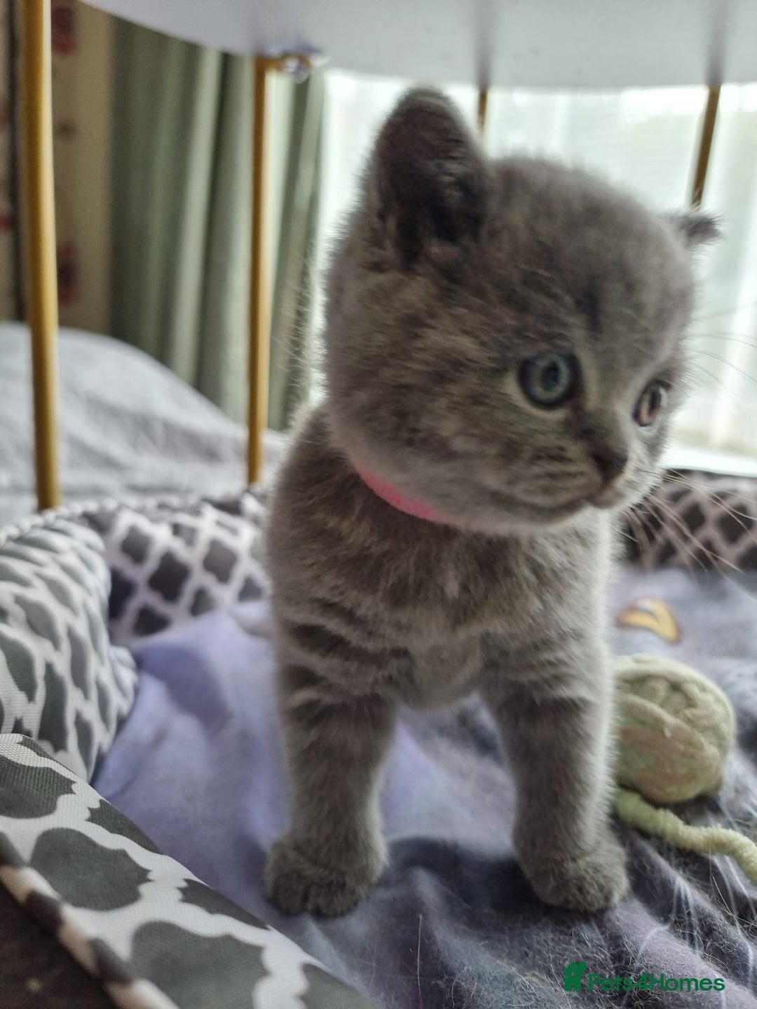 British Shorthair cats for sale: 3 Left Blue BSH Kittens Healthy GCCF Pedigree  - Image 33