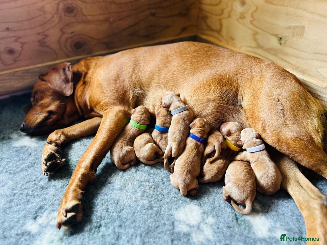 Labrador Retriever dogs for sale: 9 KC Registered Fox Red Labrador Puppies  - Image 1