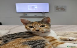 Mixed Breed cats for sale: Sweetest Kitten for sale  - Image 8