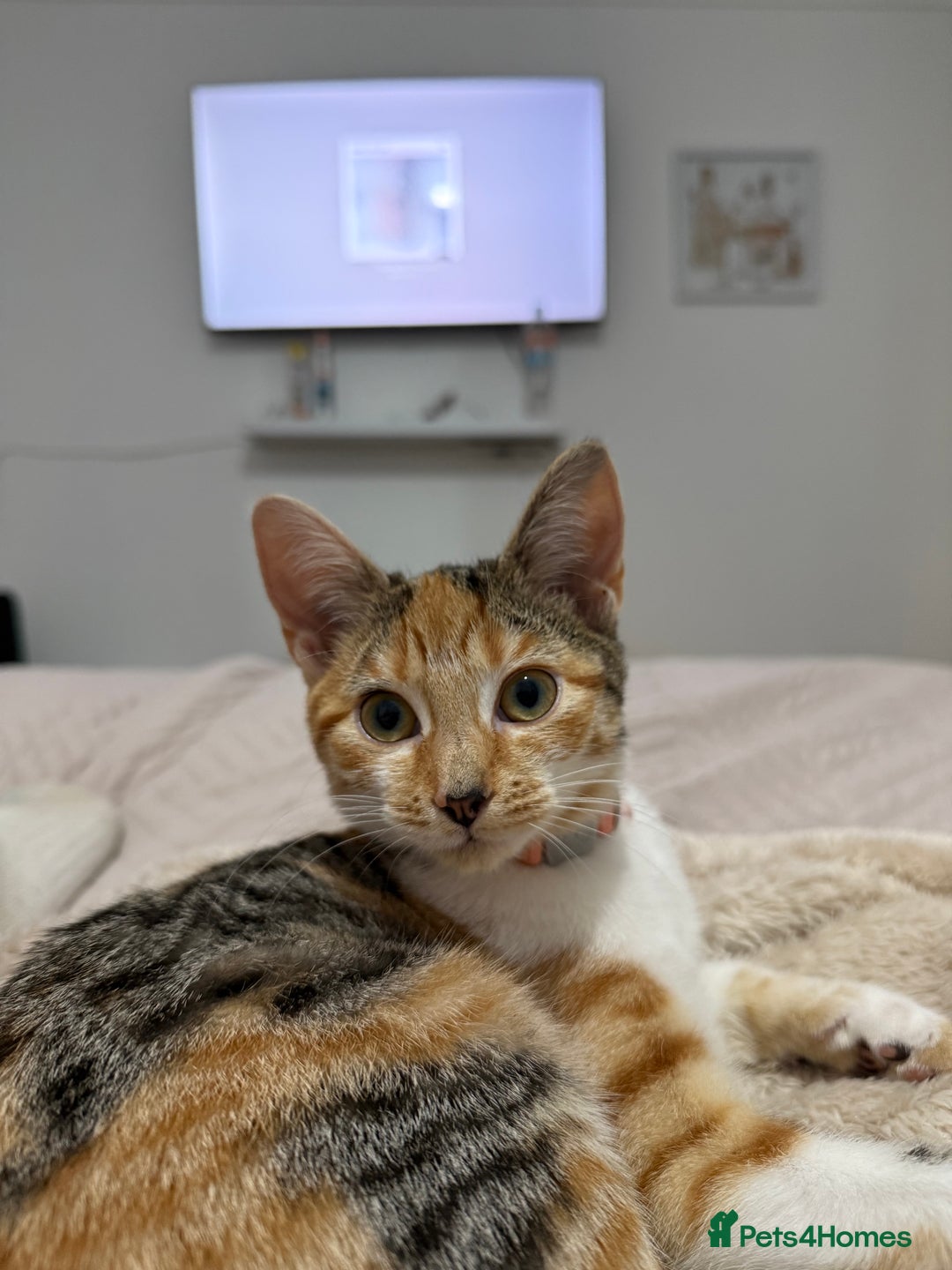 Mixed Breed cats for sale: Sweetest Kitten for sale  - Image 8