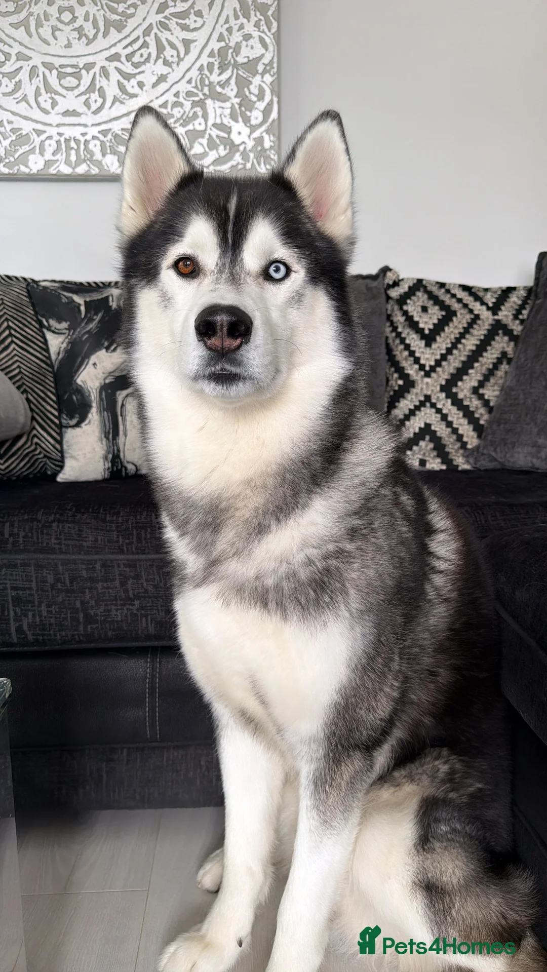 Siberian Husky dogs for stud: Proven Gorgeous Siberian Husky *FOR STUD ONLY* in Torquay - Advert 11