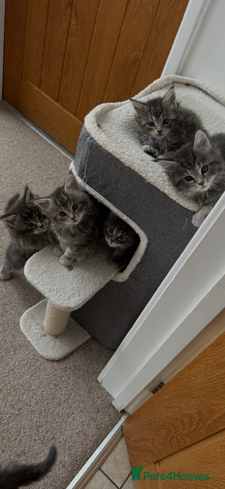 Maine Coon cats Maincoones kittens - Advert 2
