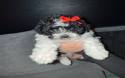 Mixed Breed dogs for sale: 4 little ones looking for a new home ❤️🩵💙 - Image 6