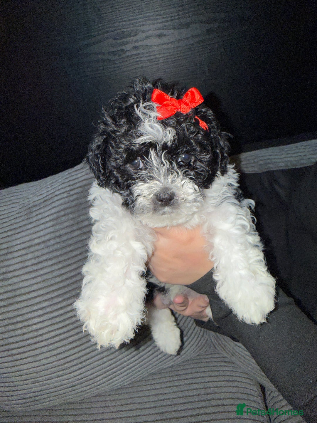 Mixed Breed dogs for sale: 4 little ones looking for a new home ❤️🩵💙 - Image 6