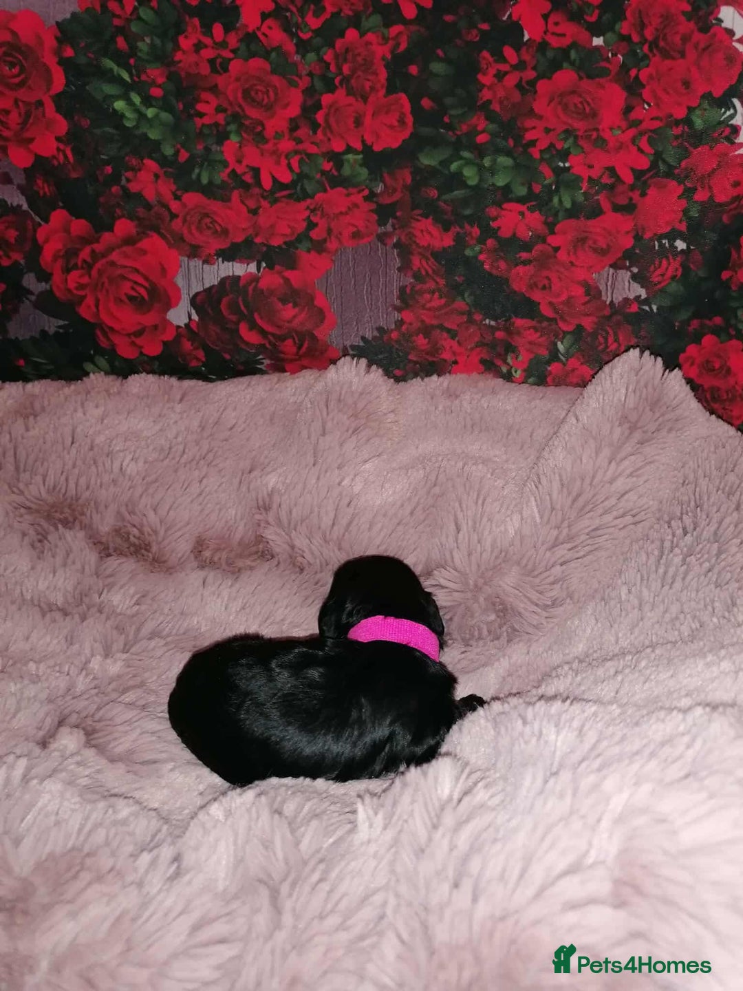Cavapoo dogs for sale: Exceptional Cavapoo babies  - Image 7