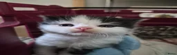 Maine Coon cats for sale: 3 Maine coon / British shorthair kittens  - Advert 4
