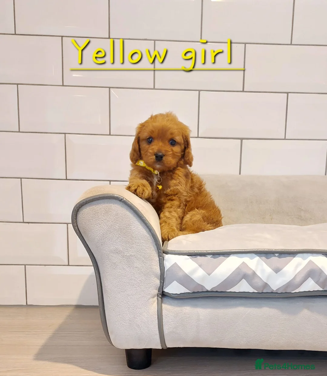 Cavapoo dogs for sale: F1 Cavapoo puppies 💝 - Advert 11