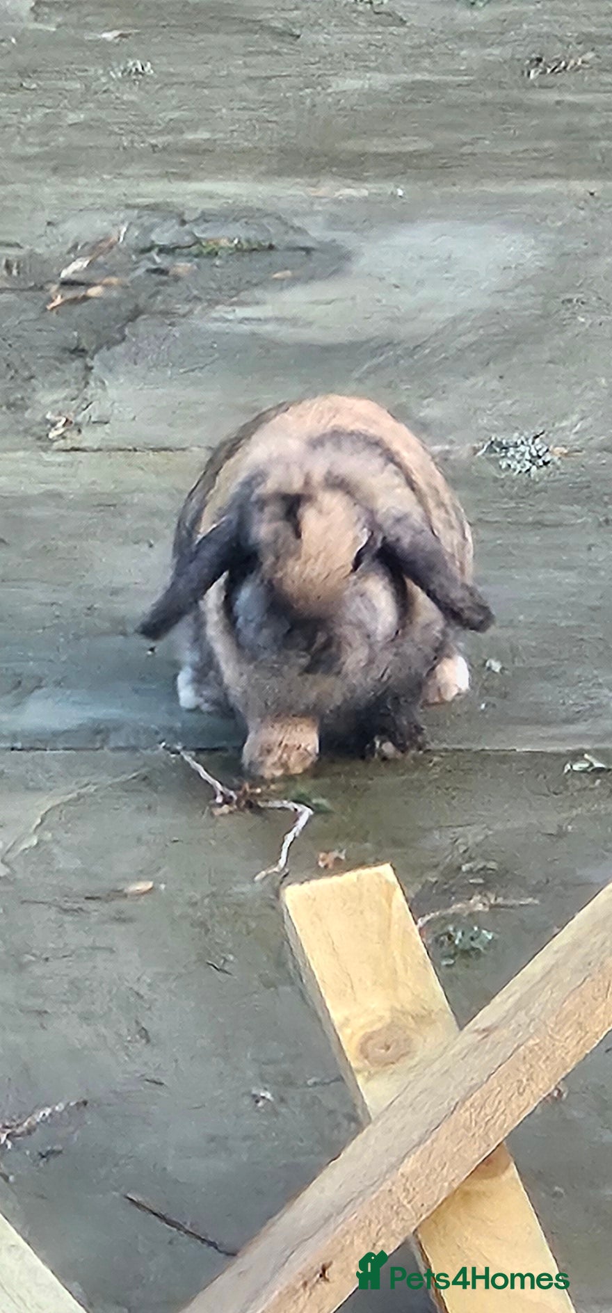Mini Lop rabbits Pedigree mini lop fully vaccinated rabbit - Advert 2