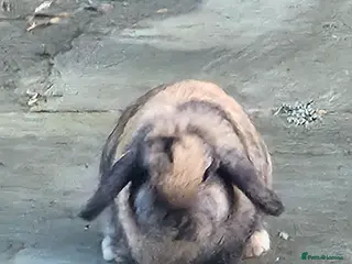 Mini Lop rabbits Pedigree mini lop fully vaccinated rabbit - Advert 2