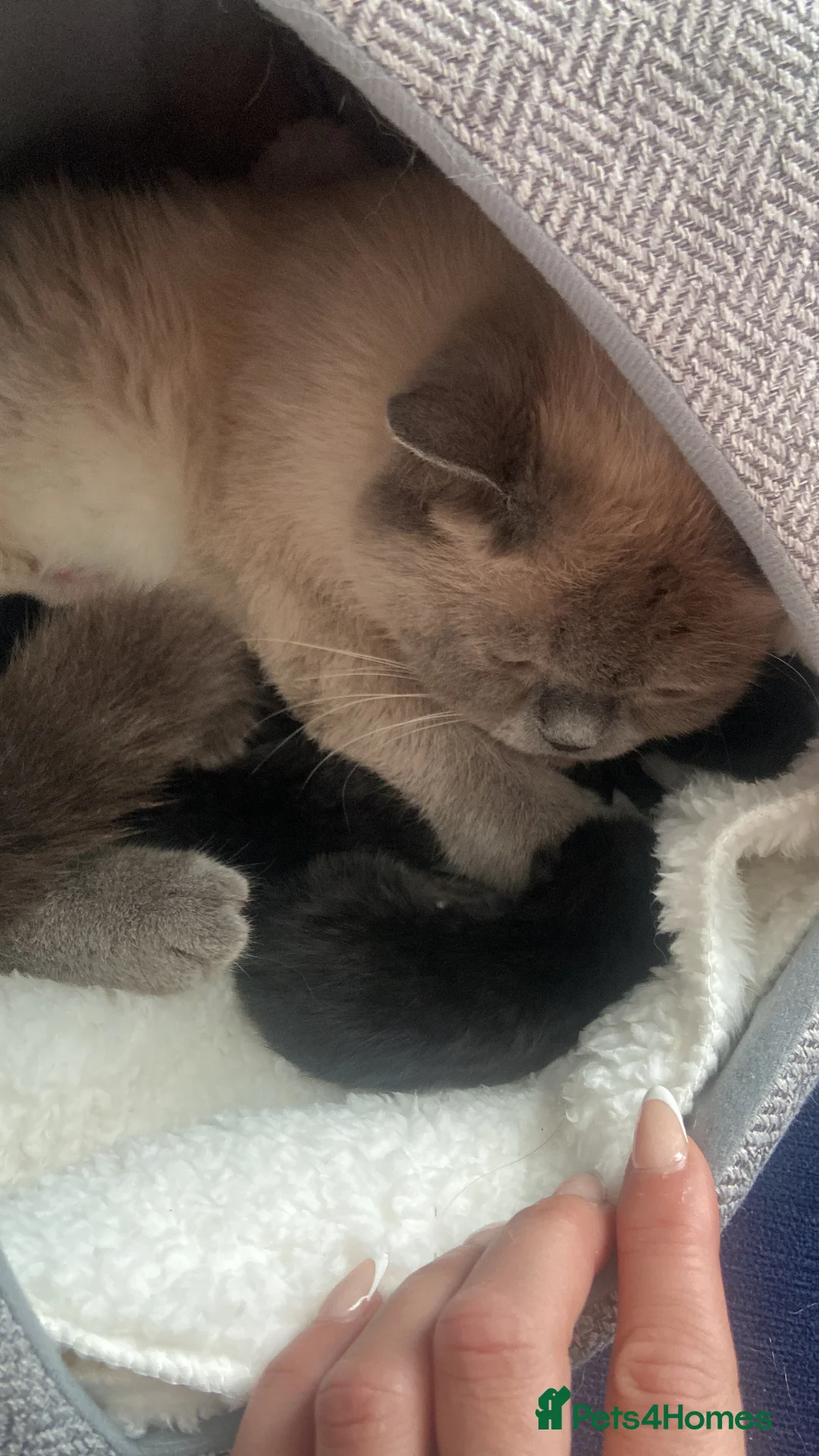 British Shorthair cats for sale: 4 beautiful fluffy kittens - Advert 2