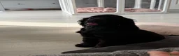 Cocker Spaniel dogs for sale: English Cocker Spaniel Puppy - Advert 2