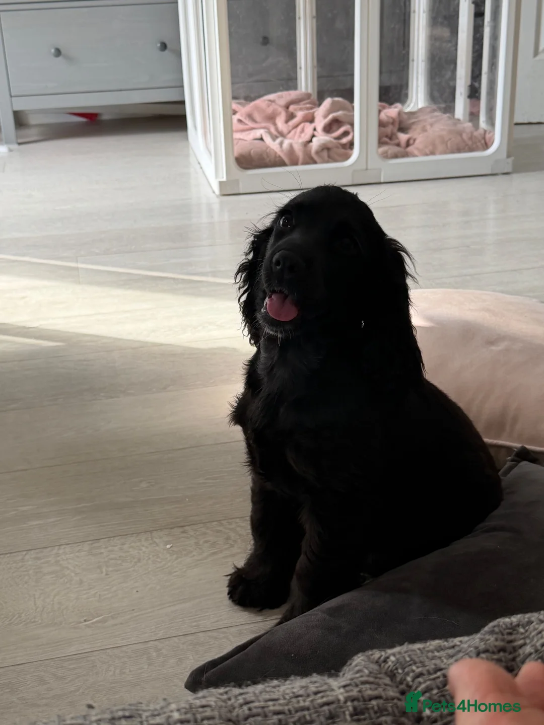 Cocker Spaniel dogs for sale: English Cocker Spaniel Puppy - Advert 2