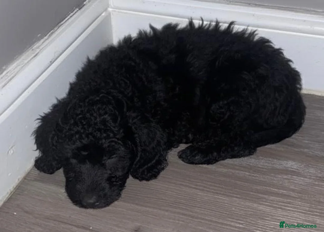 Cockapoo dogs for sale: Cockapoo  - Advert 2