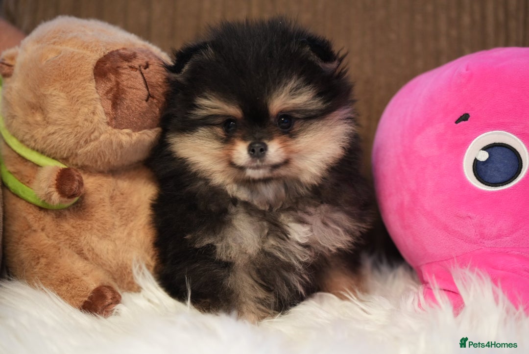 Pomeranian dogs for sale: Tiny pups are ready for new homes - Advert 5