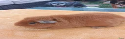 Guinea Pig rodents for sale: Teddy boar - Advert 1