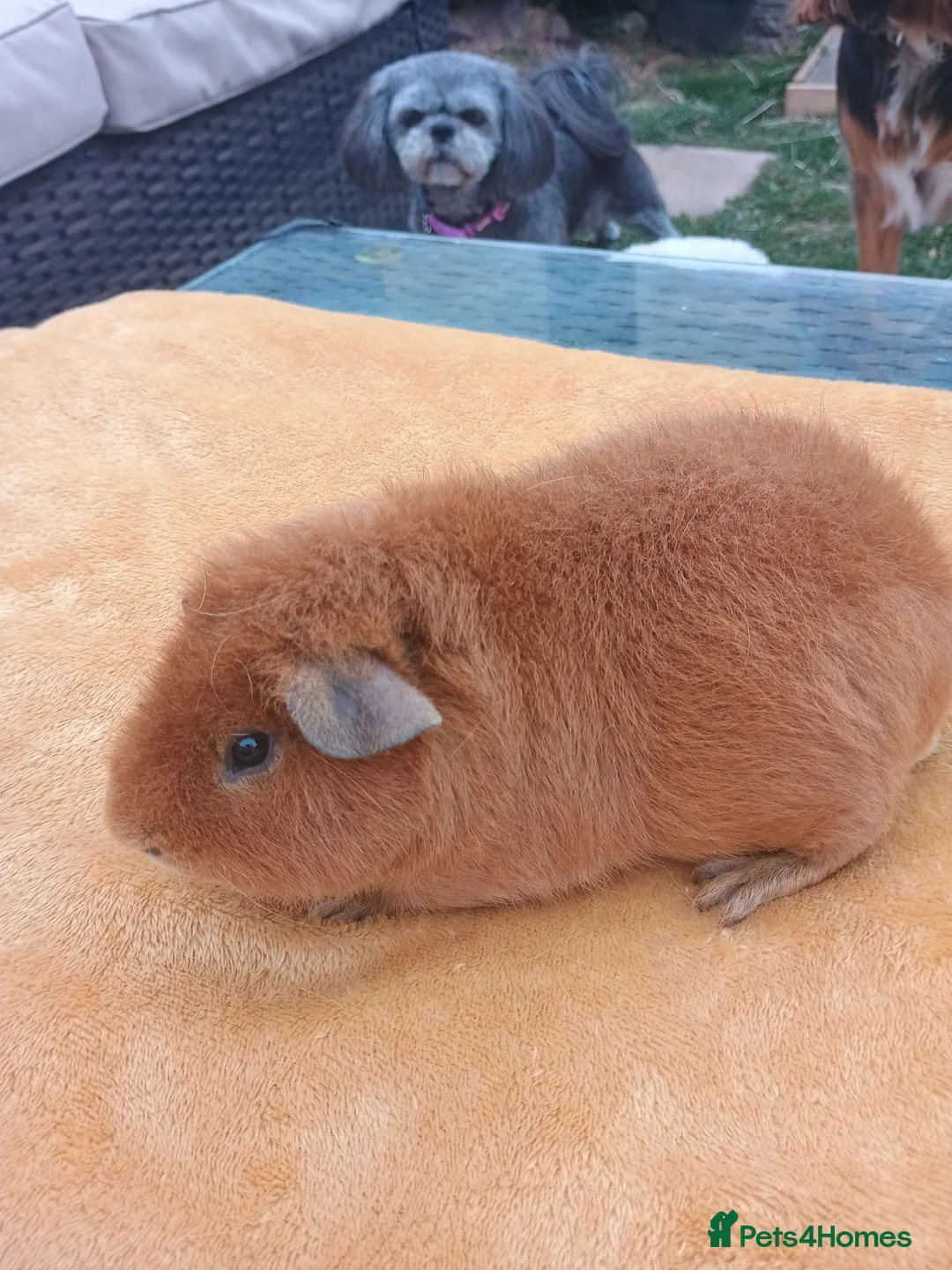 Guinea Pig rodents for sale: Teddy boar - Advert 1