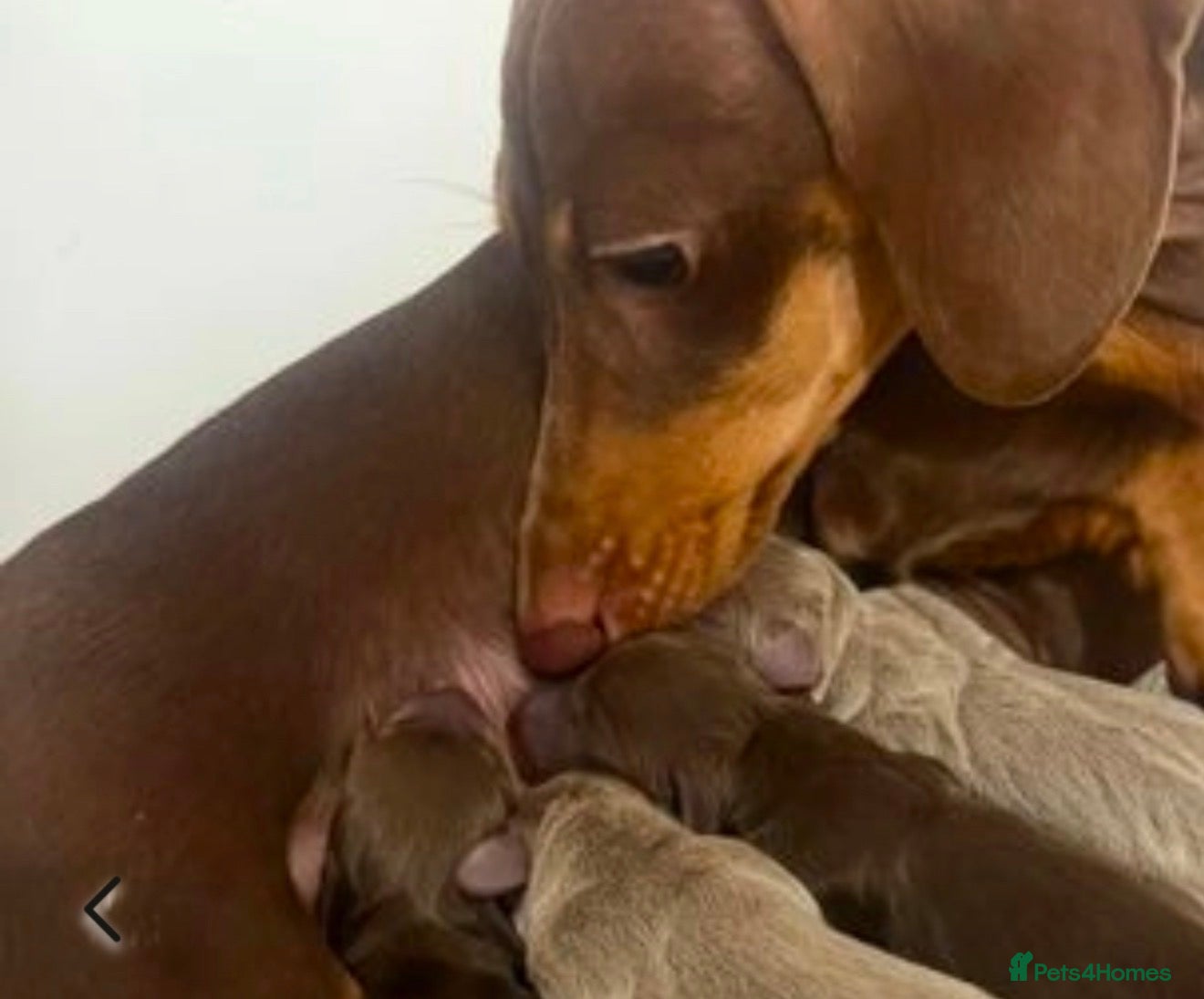 Miniature Dachshund dogs Miniature puppies for sale!!   - Advert 2