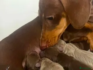 Miniature Dachshund dogs Miniature puppies for sale!! - Advert 2