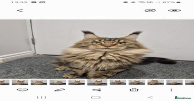 Maine Coon cats - Advert 3