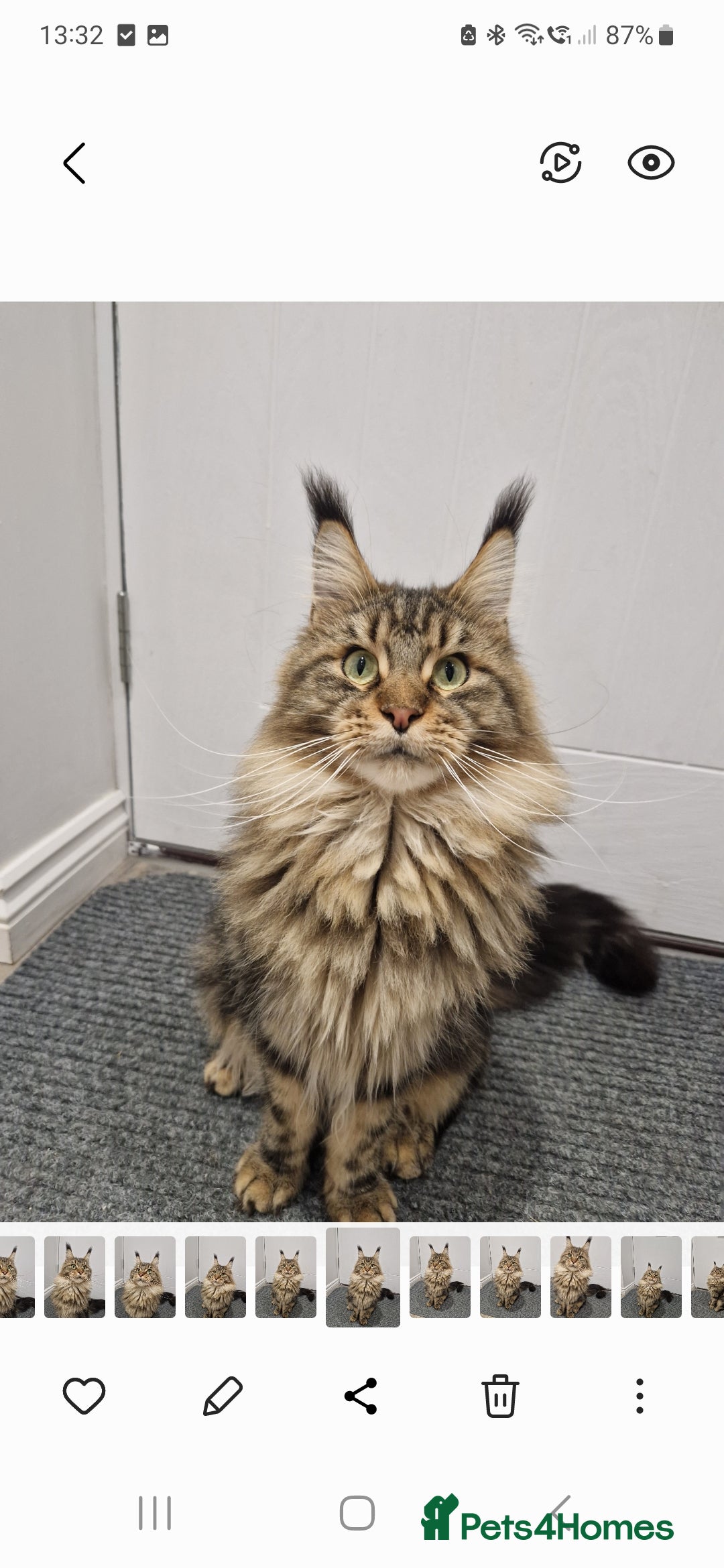 Maine Coon cats for sale: Maine coon  - Image 2