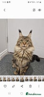Maine Coon cats - Advert 3