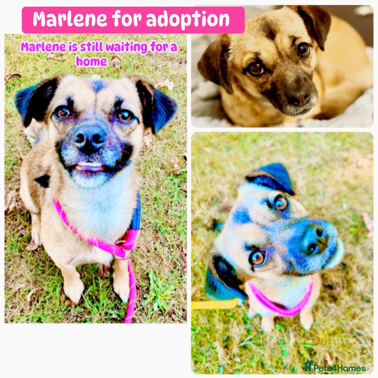 Mixed Breed dogs Meet Marlene  12 months old  6.7kg Romanian mix  - Advert 1
