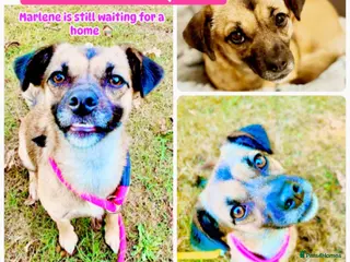 Mixed Breed dogs Meet Marlene 12 months old 6.7kg Romanian mix - Advert 1