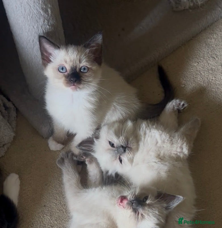 Siamese cats READY NEXT WEEK TWO SIAMESE GIRLS - Advert 18
