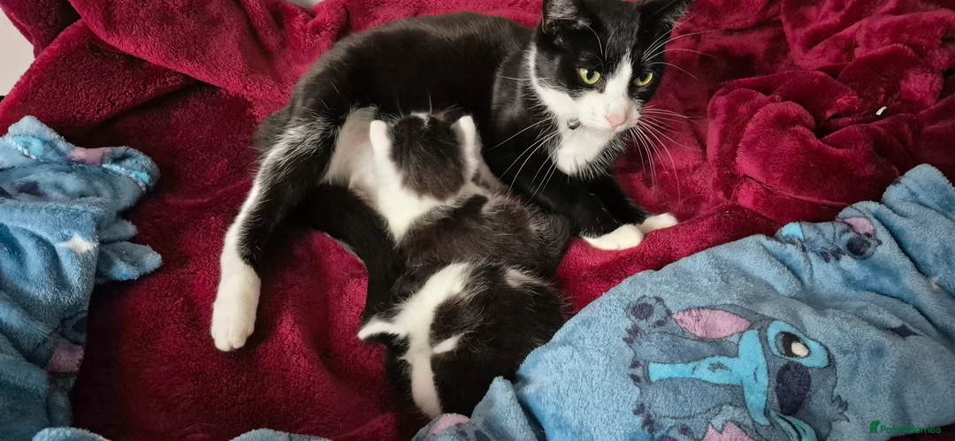 Mixed Breed cats for sale: Maine coon x American shorthair kittens  - Advert 3