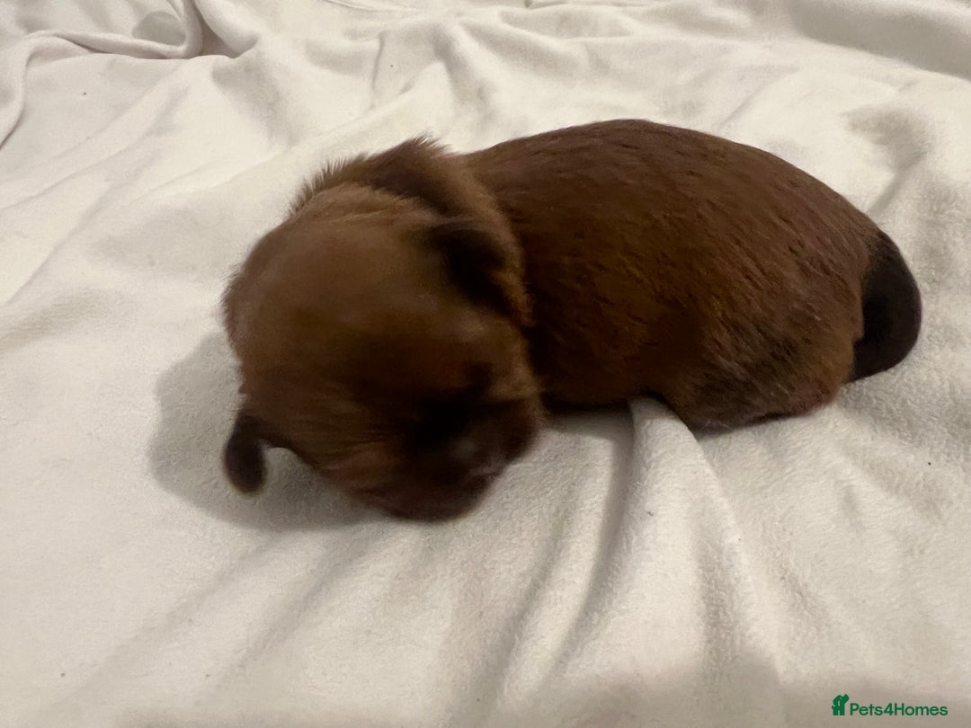Shih Tzu dogs for sale: KC registered pure breed imperial shihtzu puppies  - Advert 9