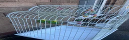 Budgerigars birds for sale: Selling Buggies  parrots with cage & Acessories. - Advert 4